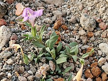 Salpiglossis arniatera