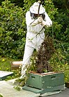 Imker beim Einschlagen eines Bienenschwarms in eine Segeberger Beute