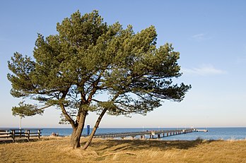 Un pin sylvestre devant la jetée-promenade de la station balnéaire de Prerow en Poméranie occidentale (Allemagne), sur la mer Baltique. (définition réelle 2 936 × 1 952)