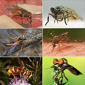1-й ряд: комнатная муха (настоящие мухи), дождёвка обыкновенная (слепни); 2-й ряд: Ctenophora pectinicornis (комары-долгоножки), Ochlerotatus notoscriptus (кровососущие комары); 3-й ряд: Milesia crabroniformis (журчалки), Holcocephala fusca (ктыри)