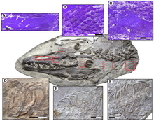 Soft tissues in the head and neck of Platecarpus tympaniticus specimen LACM 128319: Tracheal rings are shown in the bottom three photographs. Soft tissue structures in Platecarpus.png