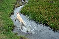 Ein Hund im Wasser, irgendwo