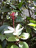 Miniatura para Hibiscus arnottianus