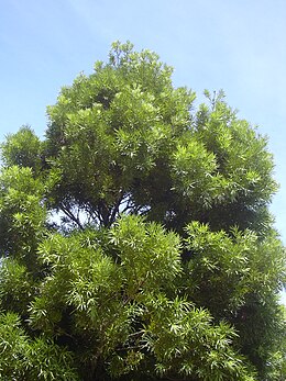 260px Starr 040812 0017 Podocarpus sp