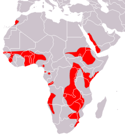 Distribución del murciélago de Sundevall