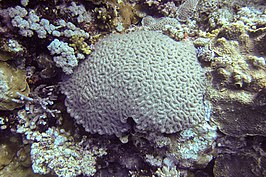 Lobophyllia erythraea