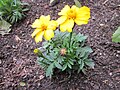 36 Tagetes