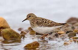 Temmincks Stint.jpg