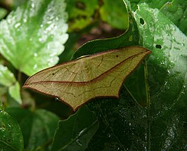 Timandra convectaria