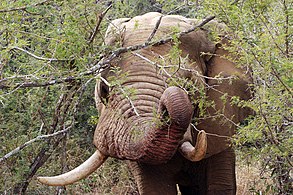 'n Olifant wat voed op sekelbos