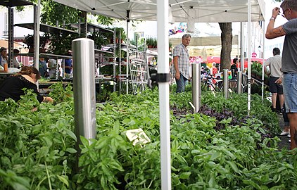 Un étal vendant du basilic, sur la place du Grand Marché.