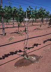 Drip irrigation system in New Mexico VineyardDrip.JPG