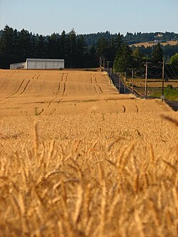 A remnant of West Union's agrarian past