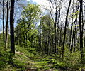 Weg auf dem Abraham am Westrand des Landschaftsschutzgebiets LSG HI 00055 Hallerburger Holz