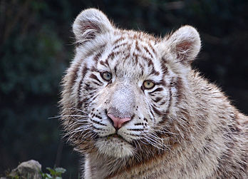 Um tigre-de-bengala no Touroparc Zoo, França. (definição 2 749 × 1 979)