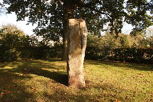 Wotanstein from the southwest, showing the thickness of 55 cm and bedding planes of the quartzite