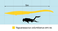 Comparaison en taille de Yaguarasaurus (en jaune) avec un humain (en noir).
