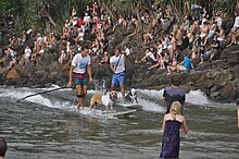 2013 Best Wave Award Winner Jonesy (front, colourful board shorts) and his dog Hugsley catch a wave next to Chris de Aboitiz (rear, blue board shorts) and his dog Lani