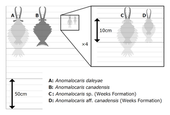 Anomalocaris アノマロカリス