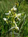 Lesser butterfly orchid, Platanthera bifolia