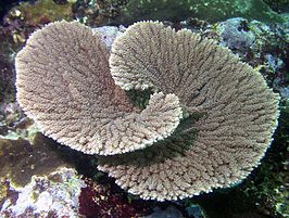 Acropora clathrata