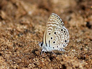 Ventral view