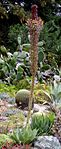 Agave chiapensis