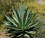 Agave pacifica