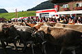 Almabtrieb, Obermaiselstein