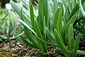 Allium atropurpureum 2. 
 JPG