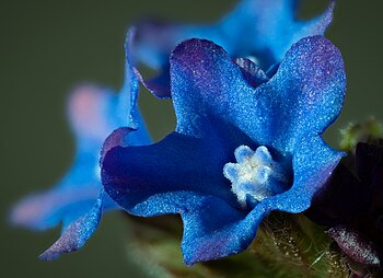 Anchusa officinalis