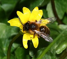 Andrena sp. самец (вероятно, nigroaenea) - Flickr - S. Rae.jpg