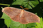 Antheraea yamamai – Männchen