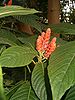 Aphelandra sinclairiana