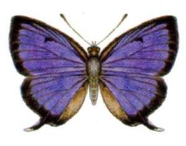 Narathura wildei