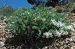 Miniatura para Astragalus desereticus