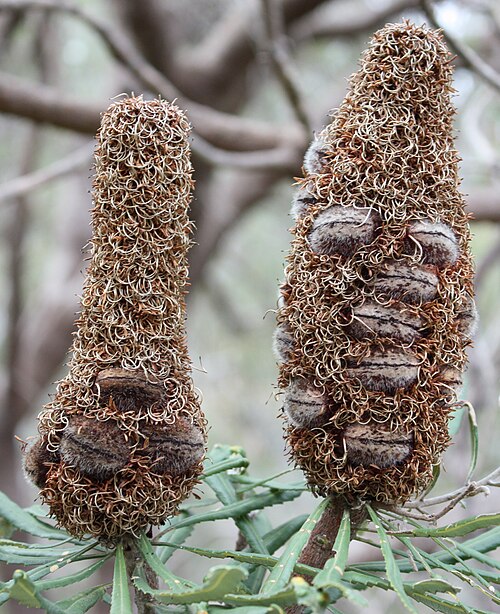 Banksia attenuata infructescences.JPG