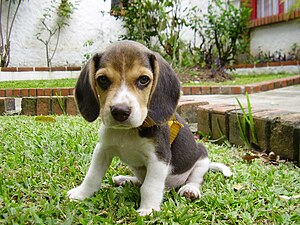 Beagle de 60 dias