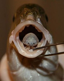 Tongue-eating lice are parasites which destroy and replace the tongues of fish. Betty in mouth.jpg