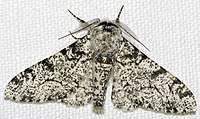 Biston betularia f. typica is the white-bodied form of the peppered moth.