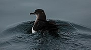 Miniatura para Puffinus opisthomelas