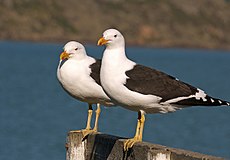 Goélands dominicains (Larus dominicanus)