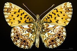 △Boloria titania