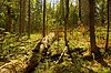 Brule River Boreal Forest.jpg