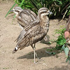 Krūmu akmeņkuitalas (Burhinus grallarius)