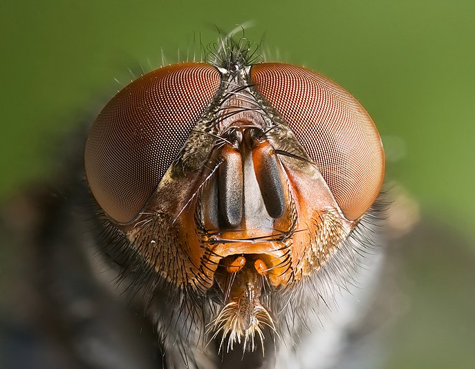 Calliphora vomitoria