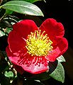 Camellia sasanqua