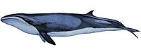 Карликовий кит