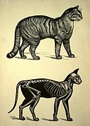 gravure ancienne montrant un chat et en dessous une coupe montrant le squelette