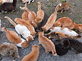 Sekelompok kucing sedang memakan makanan yang diberikan di tempat makan kucing.